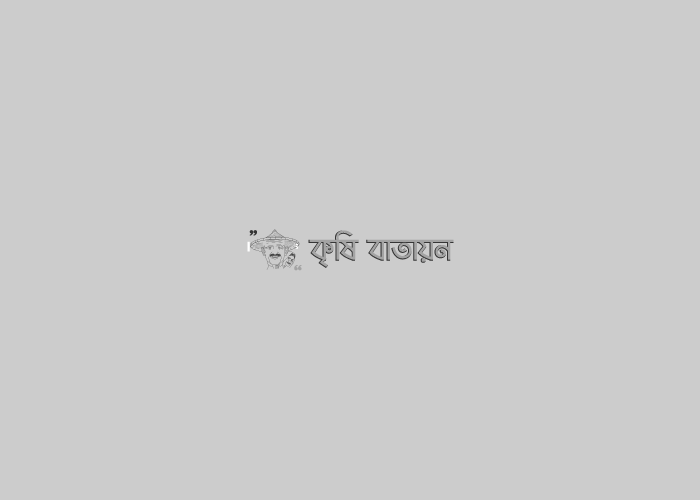 ইক্ষু চাষ কৌশল