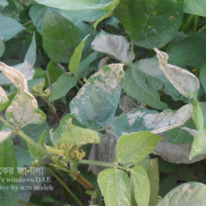 মাসকলাইয়ের বিছা পোকা