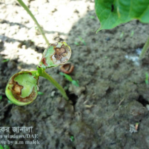 শিমের গোড়া পঁচা বা শিকড় পঁচা রোগ
