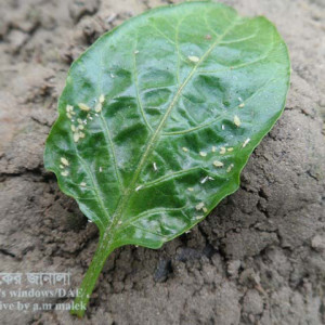 মরিচের জাব পোকা