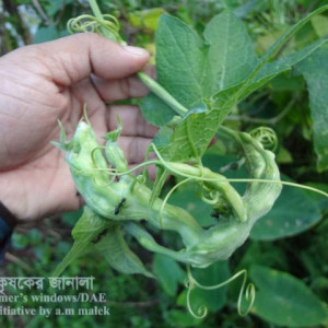 ঝিঙ্গার কান্ডের গল মাছি