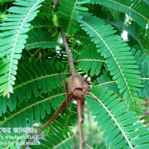 আমলকির গল মাছি