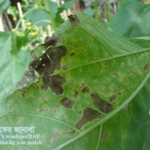 সূর্যমূখীর পাতার দাগ রোগ