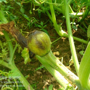 মিষ্টি কুমড়ার মাছি পোকা